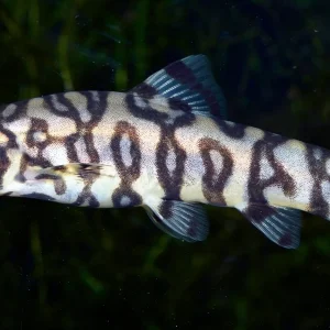 Yoyo Loach (Pakistani Loach)