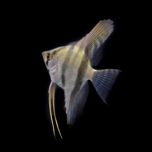 Zebra Angelfish
