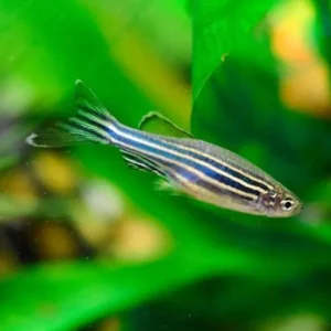 Zebra Danio Fish
