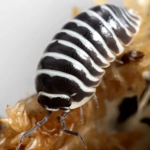 "Zebra" isopods (Armadillidium maculatum)