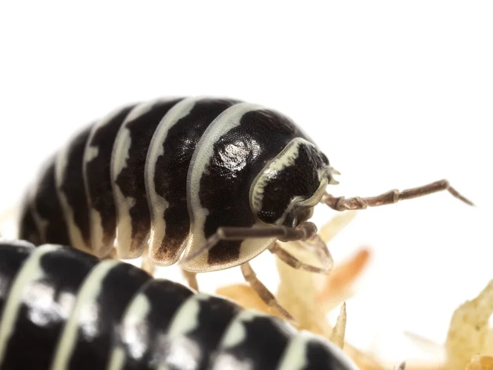 "Zebra" isopods (Armadillidium maculatum) - Image 2