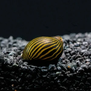Zebra Nerite Snails