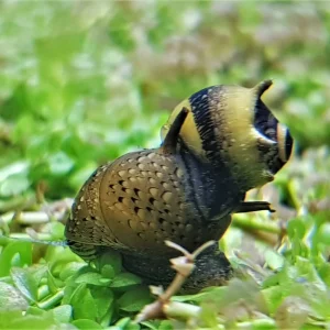 Zebra Thorn/Horn Nerite Snail
