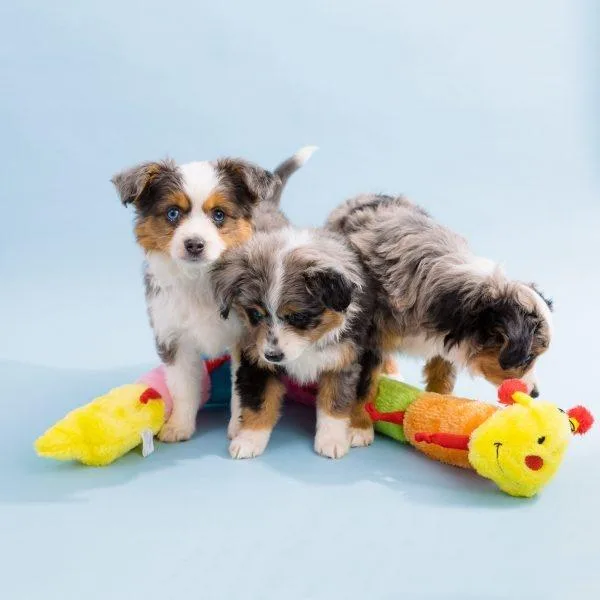 ZippyPaws 6 Blaster Squeaker Caterpillar Plush Dog Toy - Image 2