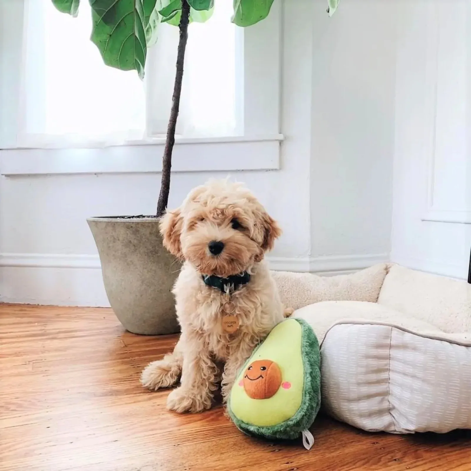 ZippyPaws NomNomz Dog Toy Avocado, Medium - Image 2