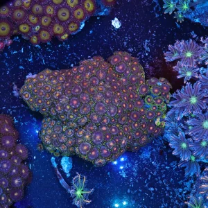 Zoanthid Rock Colony WYSIWYG - SAQ Coral Farm