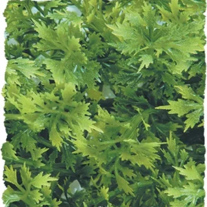 Zoo Med Natural Bush Australian Maple Plants Green 14in SM