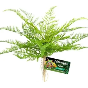 Zoo Med Naturalistic Flora Lace Fern Terrarium Plant Green, Tan, 1ea