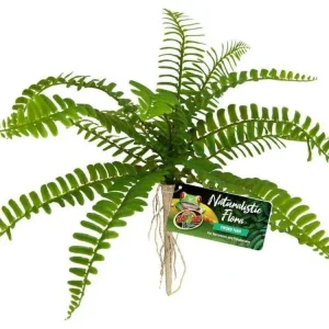 Zoo Med Naturalistic Flora Sword Fern Terrarium Plant Green, Tan, 1ea